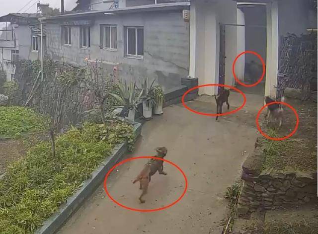 六问“老人在家被野猪咬死”：捕猎队有无授权，要担责吗，是否赔偿？