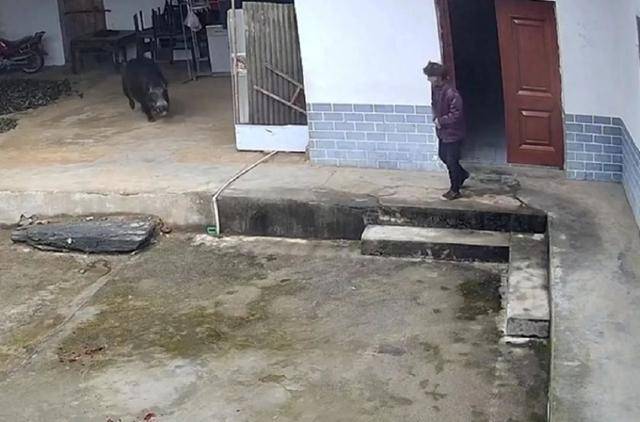 六问“老人在家被野猪咬死”：捕猎队有无授权，要担责吗，是否赔偿？
