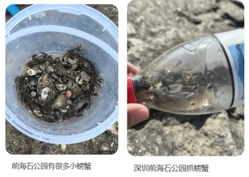 深圳一海滩惊现大量海鲜！有网友称怒捡一百多斤……