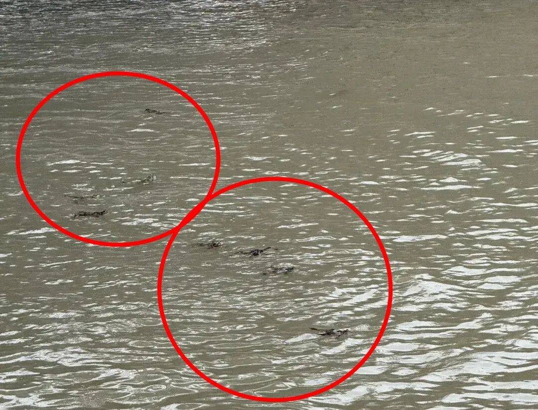 事发苏州河!又有人干这事,画面引人不适!上海明确禁止,危害极大,严重可追究刑责