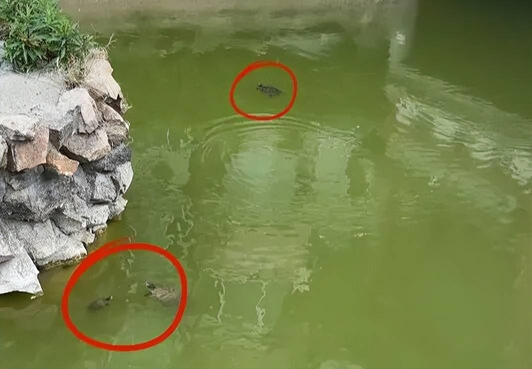 事发苏州河!又有人干这事,画面引人不适!上海明确禁止,危害极大,严重可追究刑责