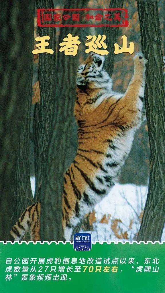 新华社:东北虎豹国家公园 猛兽家园野性王国