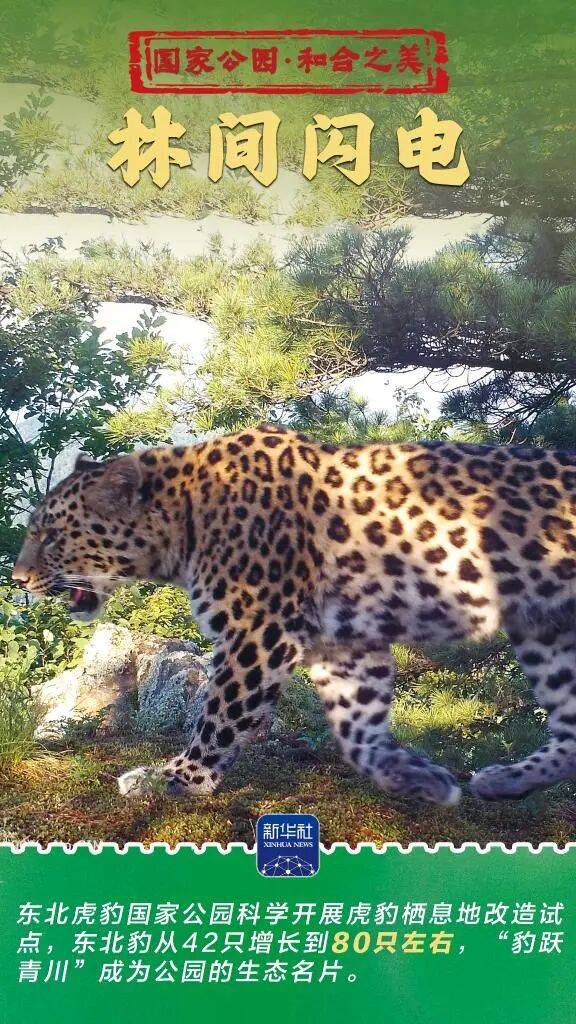 新华社:东北虎豹国家公园 猛兽家园野性王国