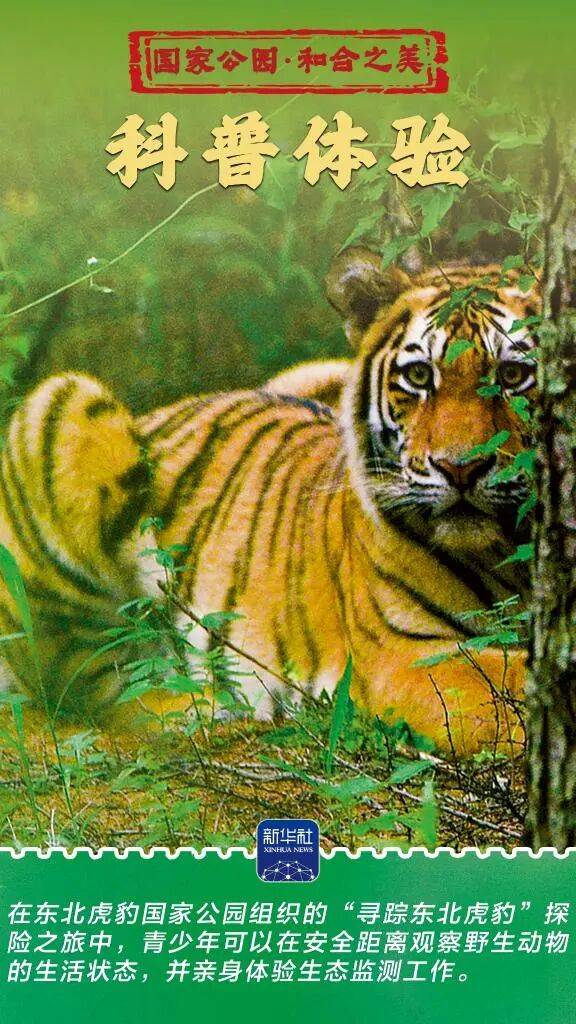 新华社:东北虎豹国家公园 猛兽家园野性王国