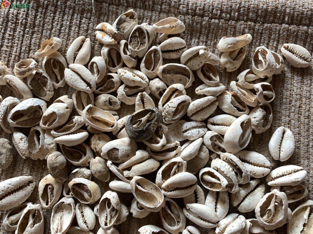海贝币(海贝币是什么朝代)